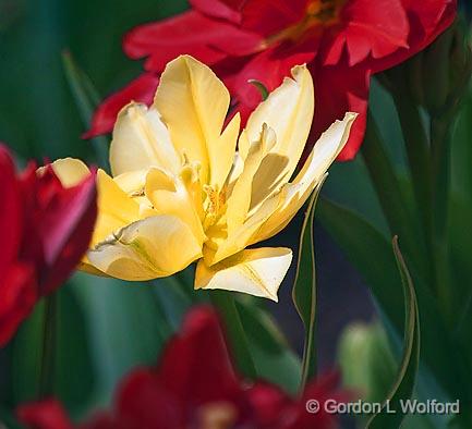 Yellow Tulip_25180.jpg - Photographed at the 2011 Canadian Tulip Festival in Ottawa, Ontario, Canada.